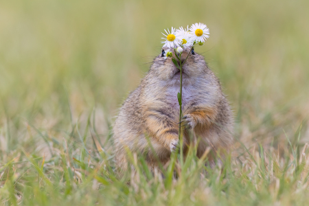 Bild-Nr: 12744185 Ziesel mit Blümchen Erstellt von: Daniela Beyer