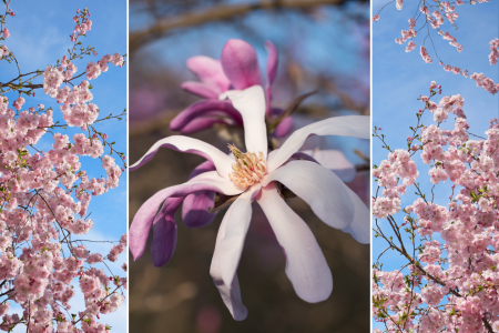 Bild-Nr: 12744361 Collage Magnolie und Kirschblüten Erstellt von: SusaZoom