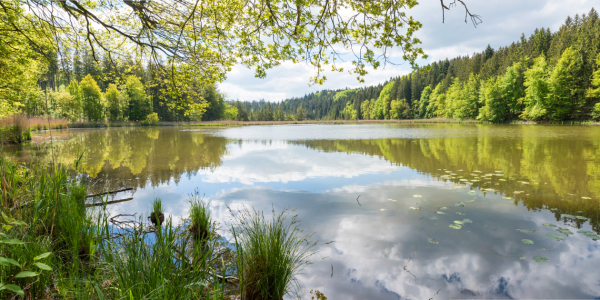 Bild-Nr: 12744522 Frühling am See Erstellt von: SusaZoom