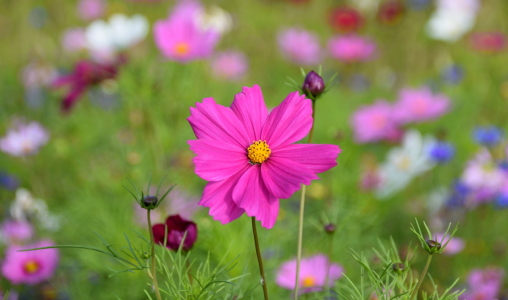 Bild-Nr: 12744532 Cosmea Erstellt von: GUGIGEI