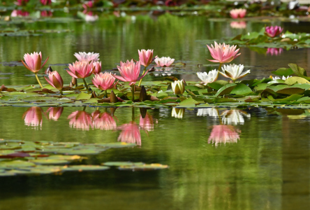 Bild-Nr: 12744629 Blütenpracht im Teich 2 Erstellt von: johafoto