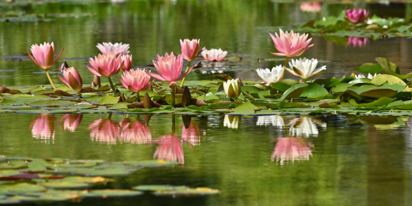Bild-Nr: 12744753 Kunstwerk der Natur Erstellt von: johafoto
