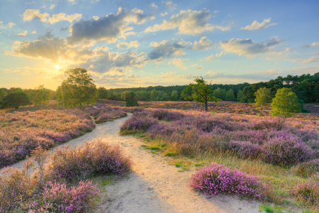 Bild-Nr: 12744815 Abend in der Heide Erstellt von: Michael Valjak