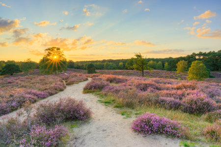 Bild-Nr: 12744887 Sonnenuntergang in der Heide Erstellt von: Michael Valjak