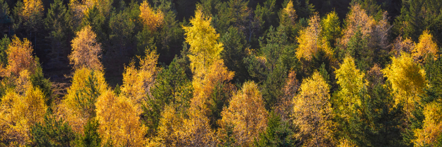 Bild-Nr: 12745080 Panorama Wald im Schwarzwald  Erstellt von: dieterich