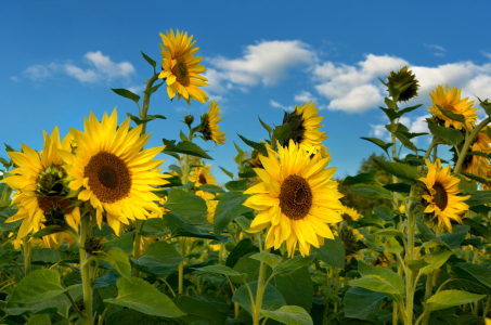 Bild-Nr: 12745496 Sonnenblumen Erstellt von: Atteloi