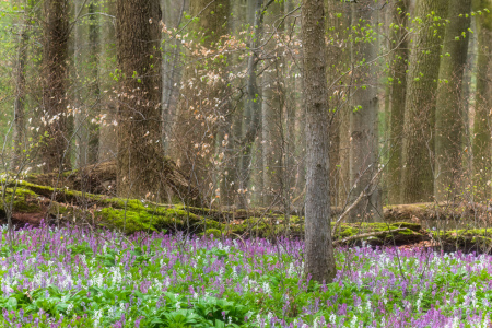 Bild-Nr: 12746216 Frühling im wilden Wald Erstellt von: Daniela Beyer