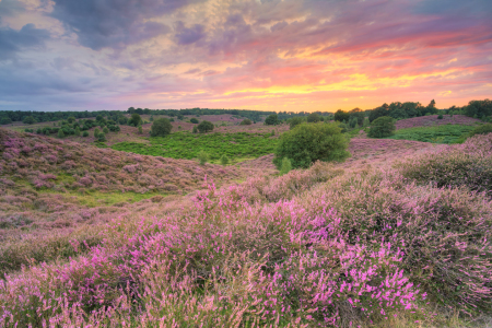 Bild-Nr: 12746244 Heidelandschaft bei Sonnenuntergang Erstellt von: Michael Valjak
