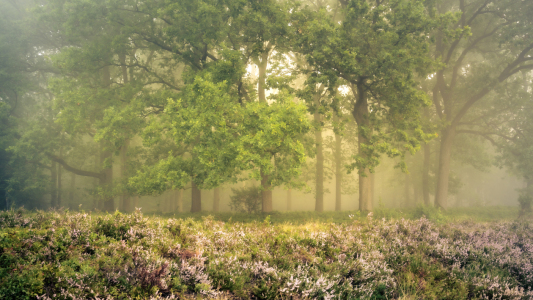 Bild-Nr: 12746776 Nebelstimmung in der Heide Erstellt von: Steffen Henze