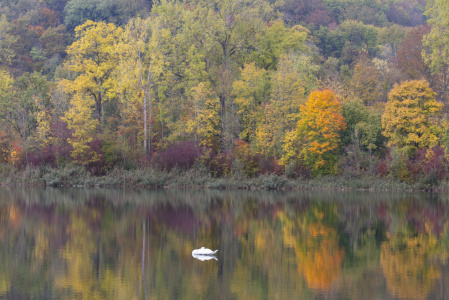 Bild-Nr: 12746899 Herbst an der Donau Erstellt von: Walter G. Allgöwer