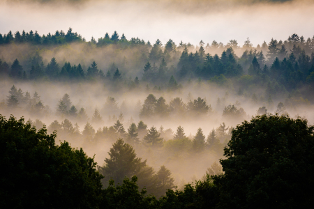 Bild-Nr: 12747200 Wald im Nebel Erstellt von: Martin Wasilewski