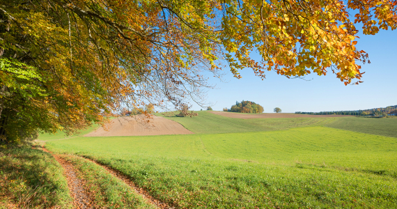 Bild-Nr: 12747733 Herbstlicher Waldrand Erstellt von: SusaZoom