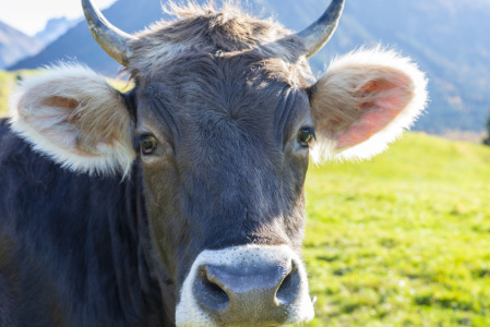 Bild-Nr: 12748491 Braunvieh im Allgäu Erstellt von: Walter G. Allgöwer