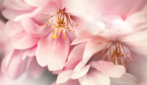 Bild-Nr: 12749611 Verträumte Kirschblüten in Nahaufnahme Erstellt von: Smileus