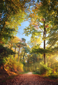 Bild-Nr: 12749723 Waldweg im schönen Herbstlicht Erstellt von: Smileus