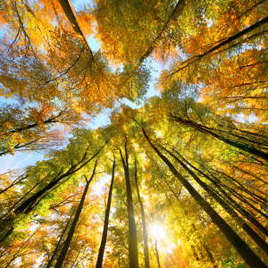 Bild-Nr: 12749725 Herbstlandschaft mit Blätterdach aus hohen Bäumen Erstellt von: Smileus