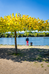 Bild-Nr: 12750034 Am Rheinufer 40 Erstellt von: Erhard Hess