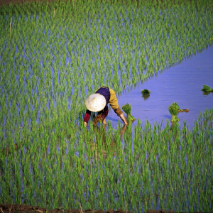 Bild-Nr: 12750583 Reisanbau in Vietnam Erstellt von: Walter G. Allgöwer