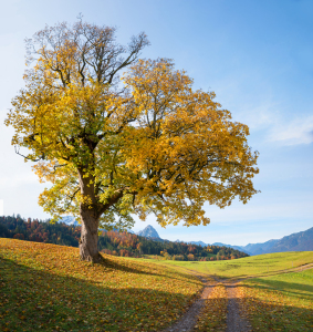 Bild-Nr: 12751599 Ahornriese im Herbst Erstellt von: SusaZoom