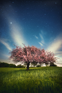 Bild-Nr: 12751978 Blühender Baum mit Sternenhimmel Erstellt von: Smileus