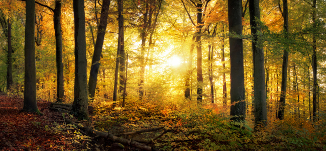 Bild-Nr: 12751982 Ruhige Herbstlandschaft im Wald Erstellt von: Smileus