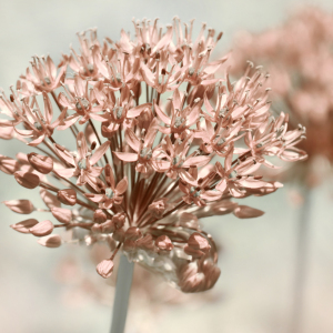 Bild-Nr: 12752054 Allium Erstellt von: Atteloi