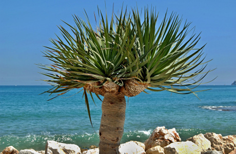 Bild-Nr: 12752152 Yuccapalme am Meer Erstellt von: insideportugal