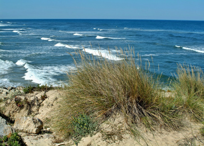 Bild-Nr: 12752154 Vegetation in den Duenen Erstellt von: insideportugal