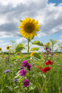 Bild-Nr: 12752351 Sonnenblume Erstellt von: SusaZoom