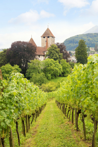 Bild-Nr: 12752402 Schloss Spiez im Weinberg Erstellt von: SusaZoom