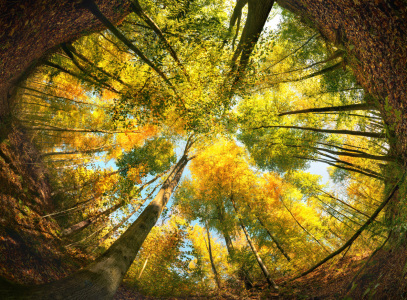 Bild-Nr: 12752691 Wald-Ultraweitwinkel eingerahmt von der Erde Erstellt von: Smileus