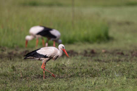 Bild-Nr: 12752716 Weißstorch Erstellt von: DirkR