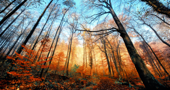 Bild-Nr: 12752850 Herbstszene mit beleuchteten roten Bäumen Erstellt von: Smileus