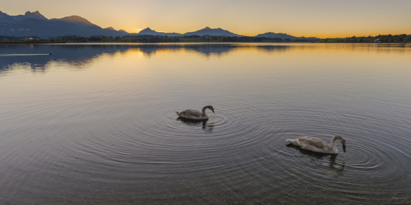 Bild-Nr: 12753130 Schwäne bei Sonnenuntergang Erstellt von: Walter G. Allgöwer