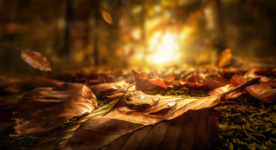 Bild-Nr: 12753625 Herbstblätter mit leuchtender untergehender Sonne Erstellt von: Smileus