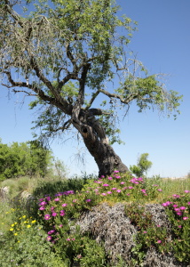 Bild-Nr: 12754041 Baum und Blumenwiese Erstellt von: insideportugal