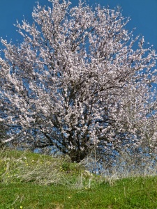 Bild-Nr: 12754042 Bluehender Mandelbaum Erstellt von: insideportugal