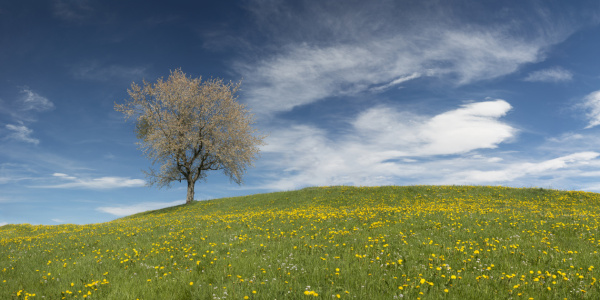 Bild-Nr: 12754072 Apfelbaum im Frühling Erstellt von: Walter G. Allgöwer