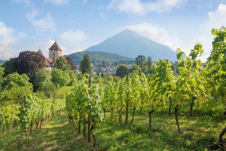 Bild-Nr: 12754506 Rebberg und Schloss Spiez mit Blick zum Niesen Erstellt von: SusaZoom