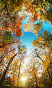 Bild-Nr: 12754955 Vertikales Panorama der Baumkronen im Herbstwald Erstellt von: Smileus