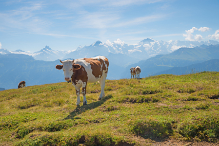 Bild-Nr: 12755488 Kuh im Berner Oberland Erstellt von: SusaZoom