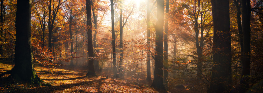 Bild-Nr: 12755541 Angenehme Herbstsonne im Wald Erstellt von: Smileus