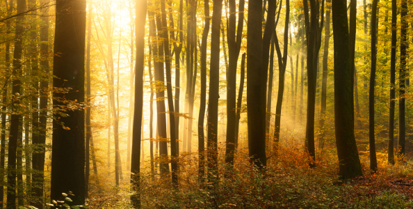 Bild-Nr: 12755544 Goldenes Sonnenlicht beleuchtet den Nebel Erstellt von: Smileus