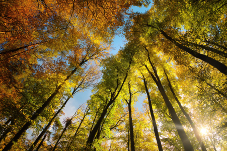 Bild-Nr: 12755564 Herbstlandschaft mit Blätterdach aus hohen Bäumen Erstellt von: Smileus