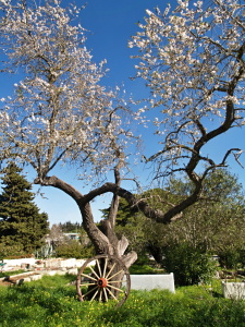 Bild-Nr: 12755677 Bluehender Baum an der Algarve Erstellt von: insideportugal