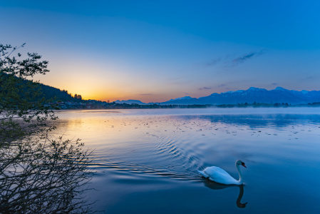 Bild-Nr: 12755713 Schwan bei Sonnenaufgang Erstellt von: Walter G. Allgöwer