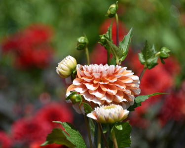 Bild-Nr: 12755764 Dahlienblüte Erstellt von: GUGIGEI