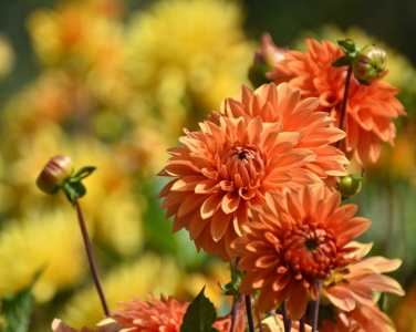 Bild-Nr: 12755767 Dahlien Erstellt von: GUGIGEI