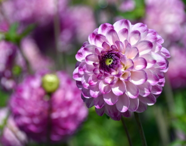 Bild-Nr: 12755768 Dahlienblüte  Erstellt von: GUGIGEI