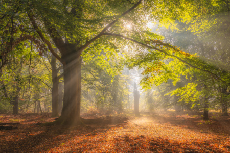 Bild-Nr: 12756155 Lichtdurchfluteter Wald Erstellt von: Daniela Beyer